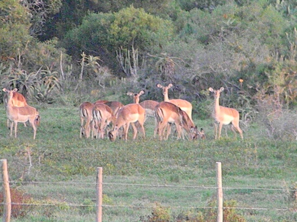 מלון Uitenhage The Hexagon Wildlife Conservation מראה חיצוני תמונה